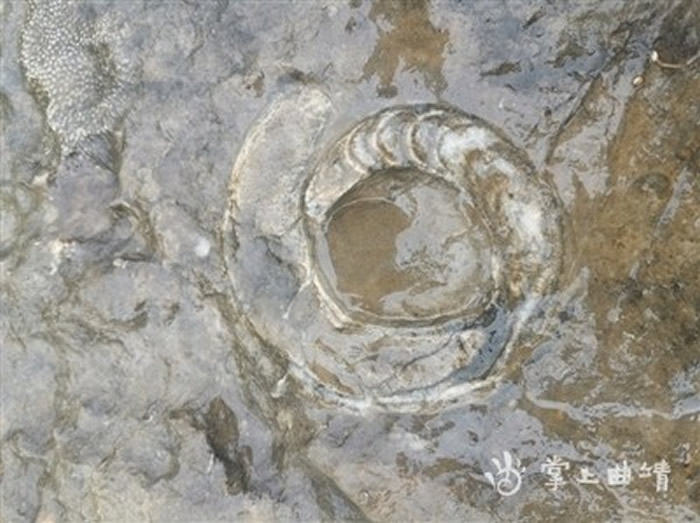 地质爱好者在沾益海峰湿地游玩时意外发现石头上有许多化石