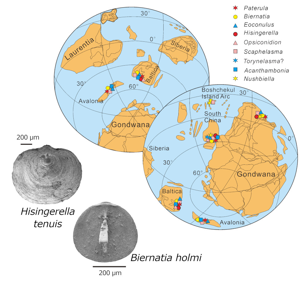 凯迪期非铰合类腕足动物古地理分布与华南两种代表性化石