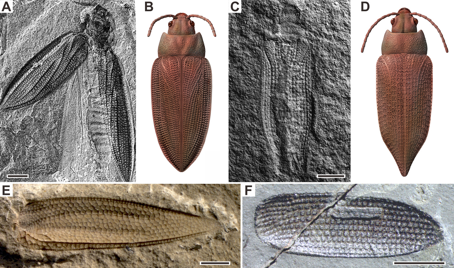 二叠纪甲虫代表性化石及复原图