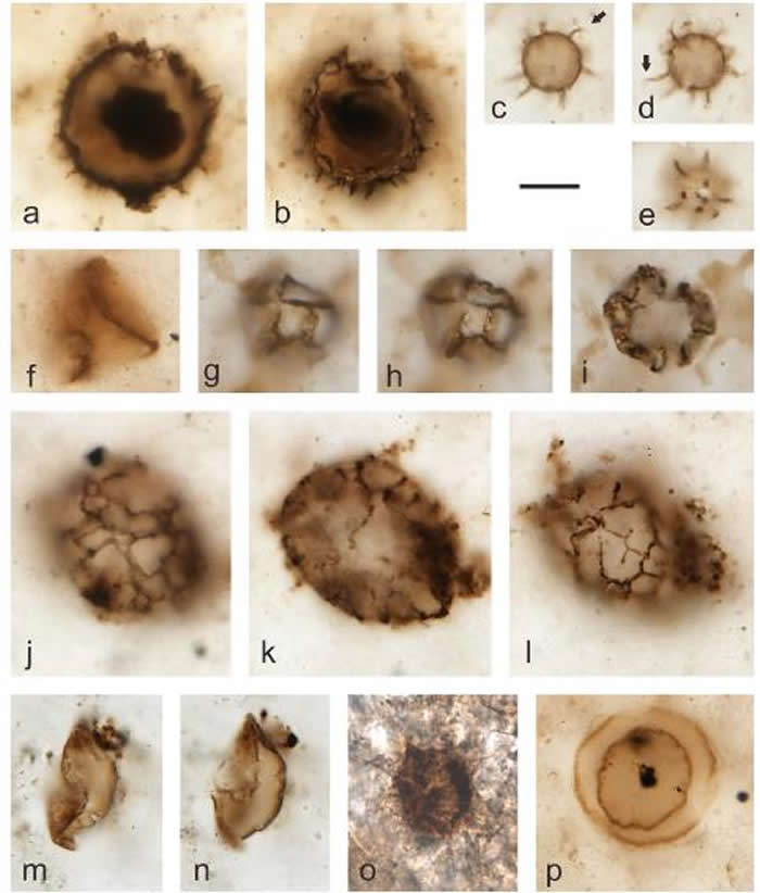 中国塔里木盆地北部的YJ -1井奥陶纪中期一间房组燧石中的化石藻类