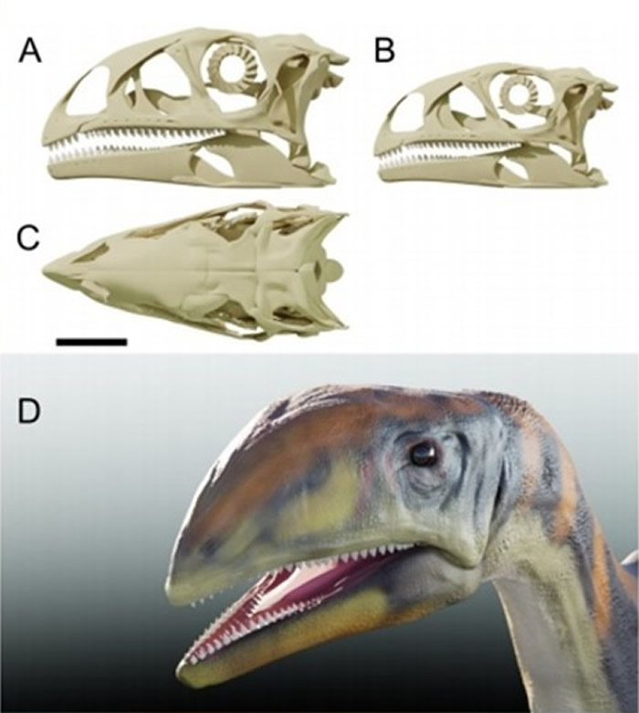 格陵兰东部詹姆森盆地出土的食草恐龙头骨化石证实属新品种Issi saaneq 是梁龙的祖先