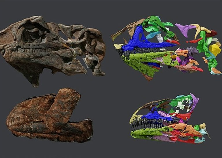 格陵兰东部詹姆森盆地出土的食草恐龙头骨化石证实属新品种Issi saaneq 是梁龙的祖先