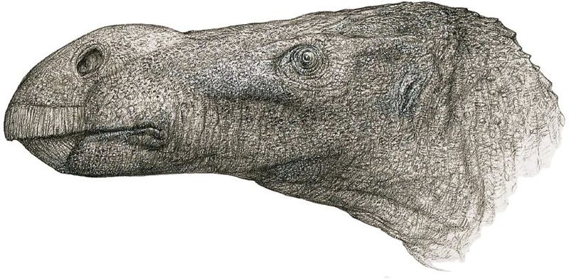 怀特岛发现新恐龙物种Brighstoneus simmondsi