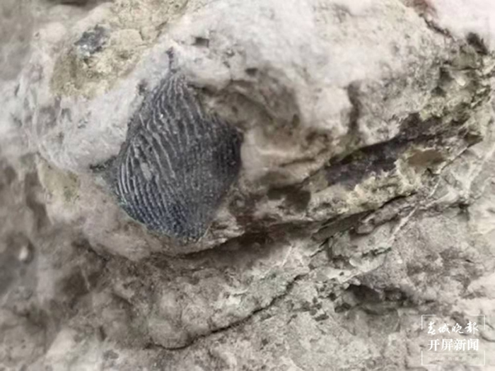 �������������Ű��͵�ϼ��ò����ע������ǰ�����໯ʯ��Ϊ����