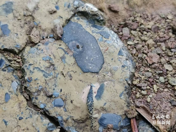 �������������Ű��͵�ϼ��ò����ע������ǰ�����໯ʯ��Ϊ����