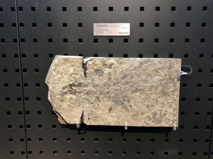 灯影恰尼虫化石