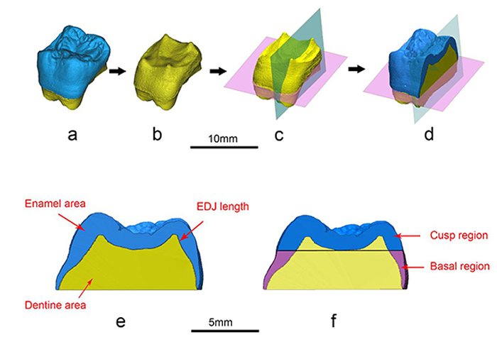 禄丰古猿臼齿近中虚拟切面与釉质厚度测量(M1, PA674.48)