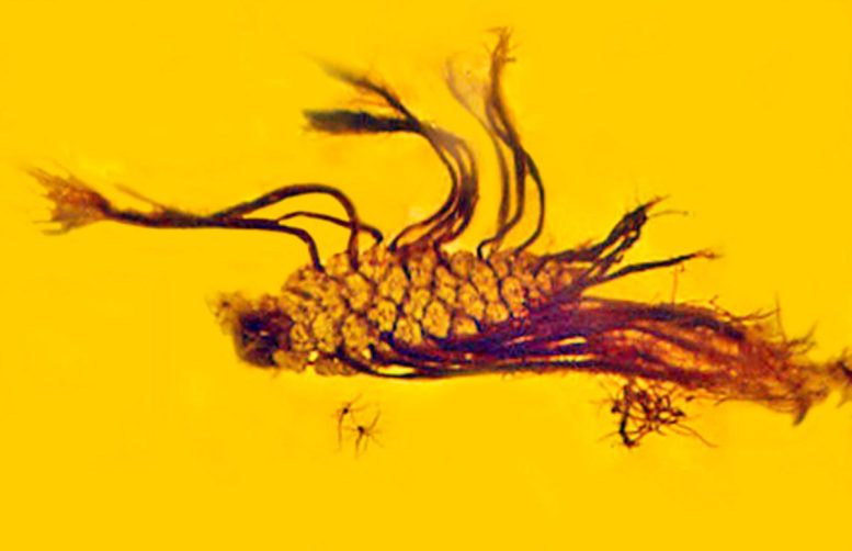 波罗的海琥珀中4000万年前松果种子发芽