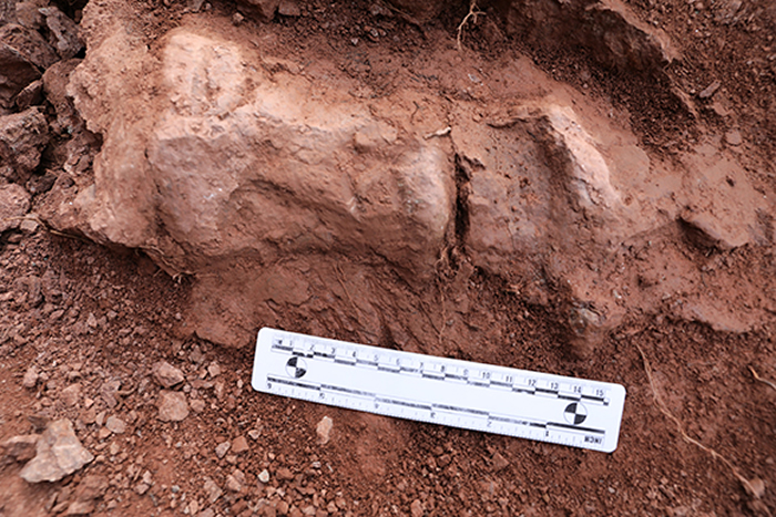 重庆合川发现的恐龙化石初步确定为距今约1.65亿年前的马门溪龙