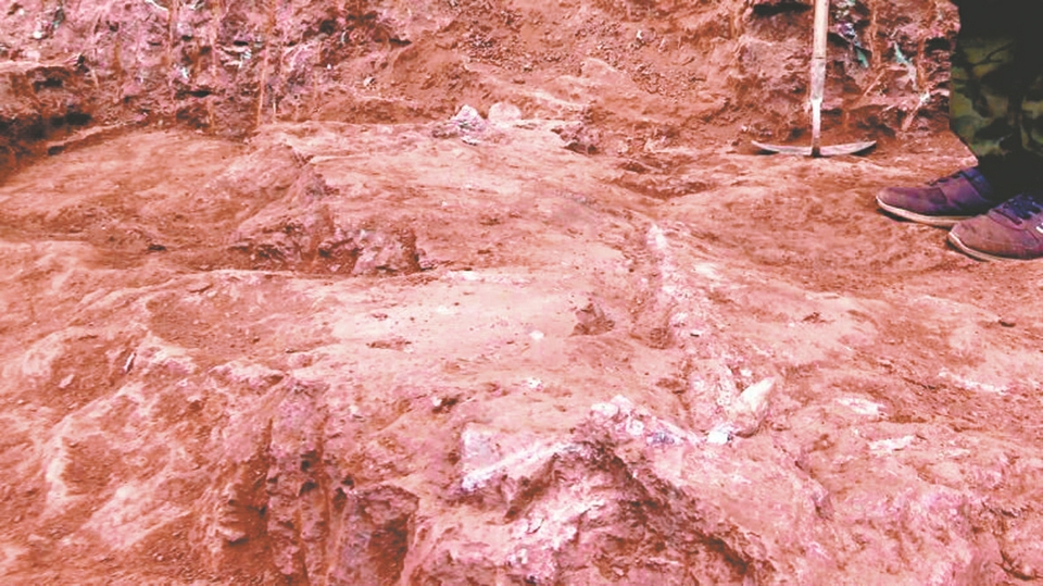 重庆市合川区官渡镇兴胜村发现马门溪龙化石