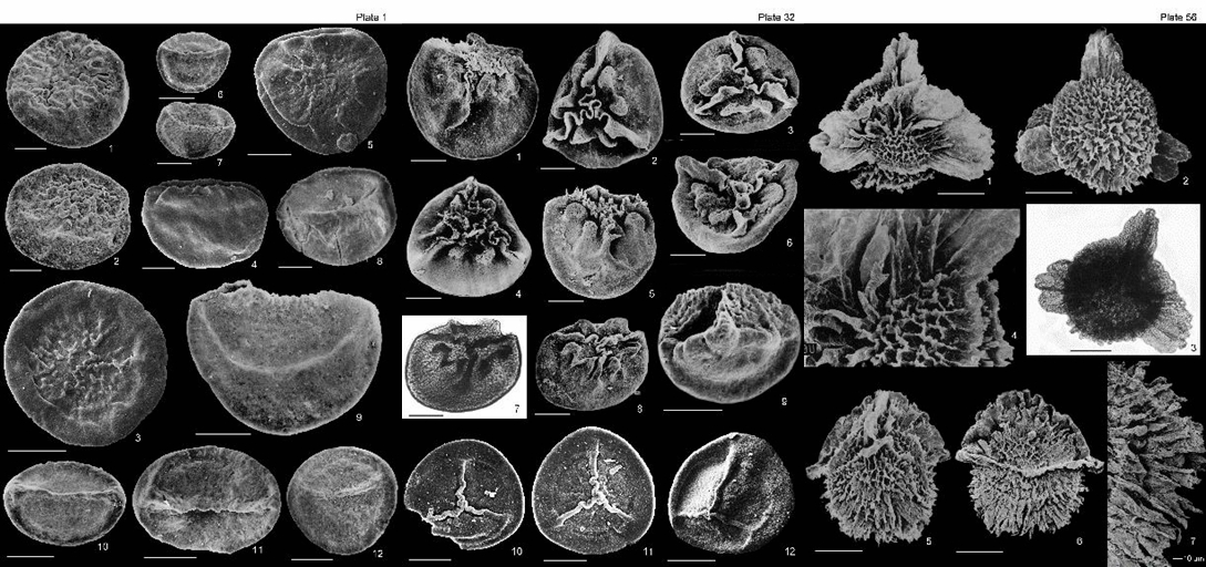 《塔里木盆地中生代大孢子及孢形体化石》出版