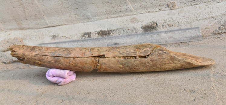 山东省沂水跋山一旧石器遗址内发掘出9.9万年前象牙铲 是目前中国发现的最早磨制骨器