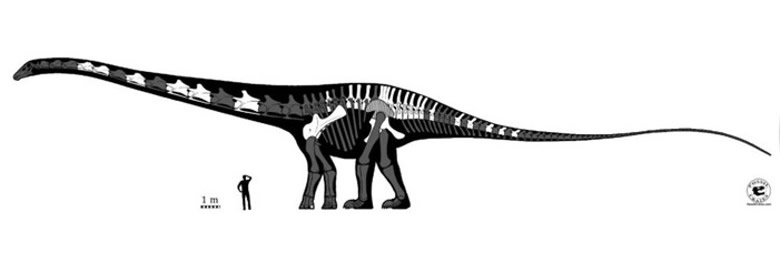1972年发现的梁龙科的超级龙或是已知世界上最长的恐龙 身长达42米