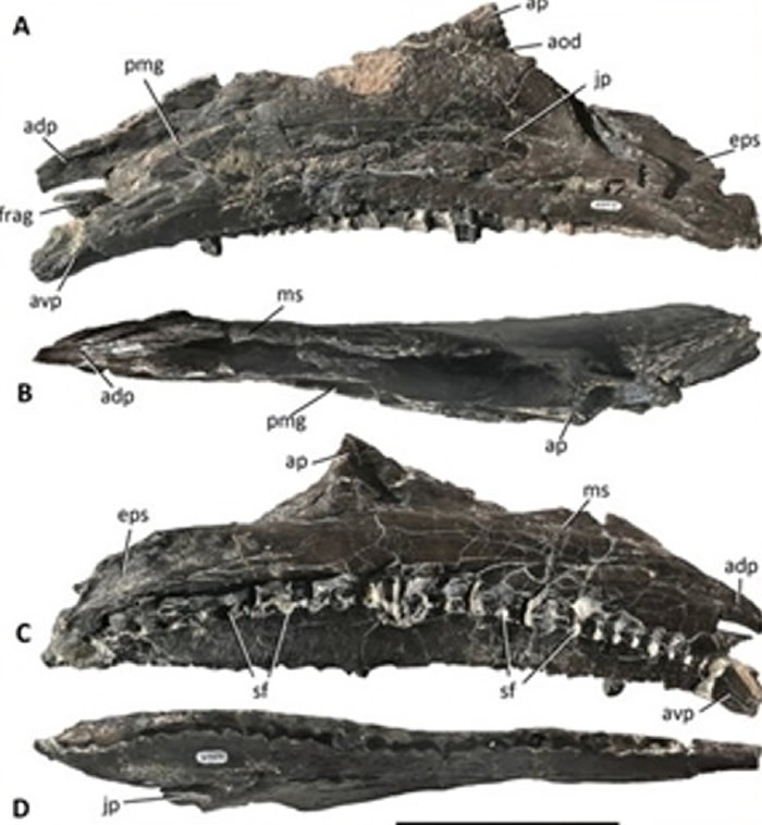 ��ʯ�ز�����ڳ���40�� ��֤ʵ������Ʒ�ֵĲ�ʳ����