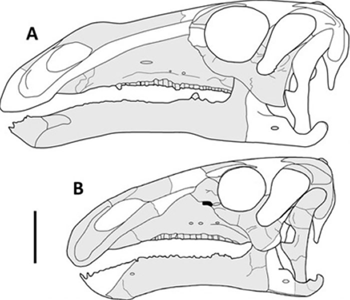 ��ʯ�ز�����ڳ���40�� ��֤ʵ������Ʒ�ֵĲ�ʳ����