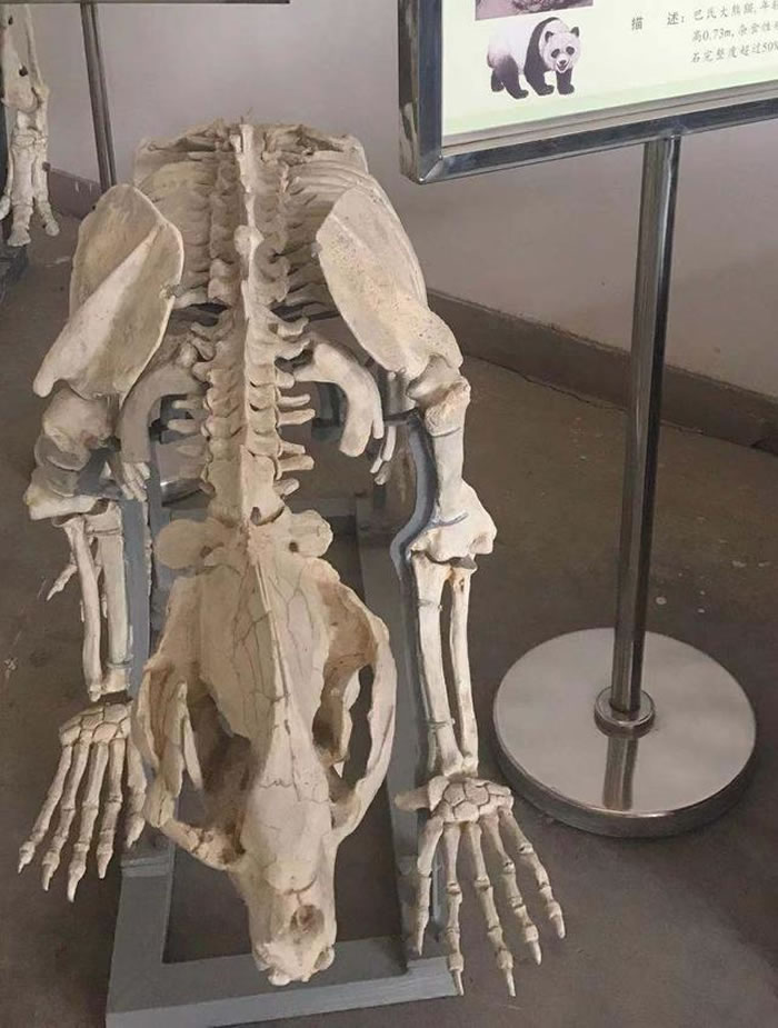 ���ϴ���è����Сƽ��