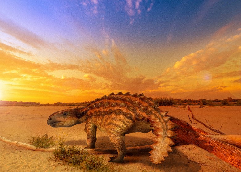 黯ʯƷּStegouros elengassen β˫е״ʹʳ