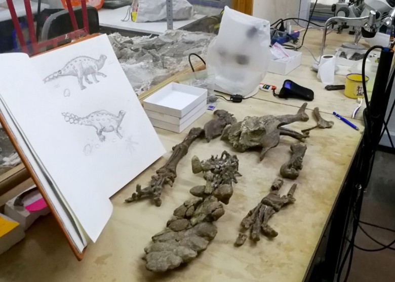 黯ʯƷּStegouros elengassen β˫е״ʹʳ