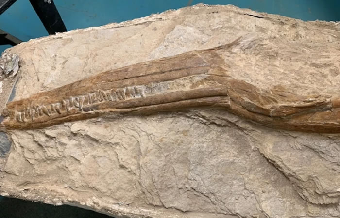 古生物学家在澳大利亚昆士兰内陆地区发现1.12亿年前大型鱼龙化石