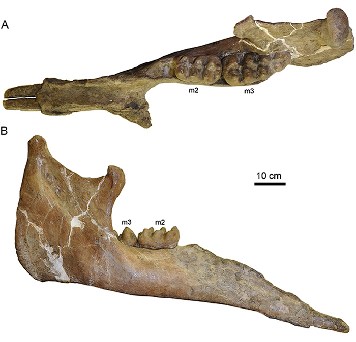 戈壁轭齿象 Zygolophodon gobiensis 下颌骨