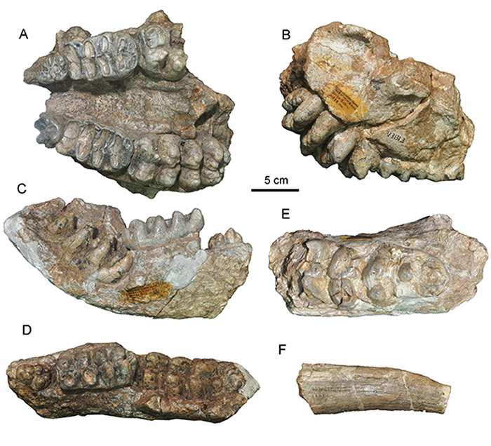 四棱齿象未定种 Tetralophodon sp. 颌骨及门齿