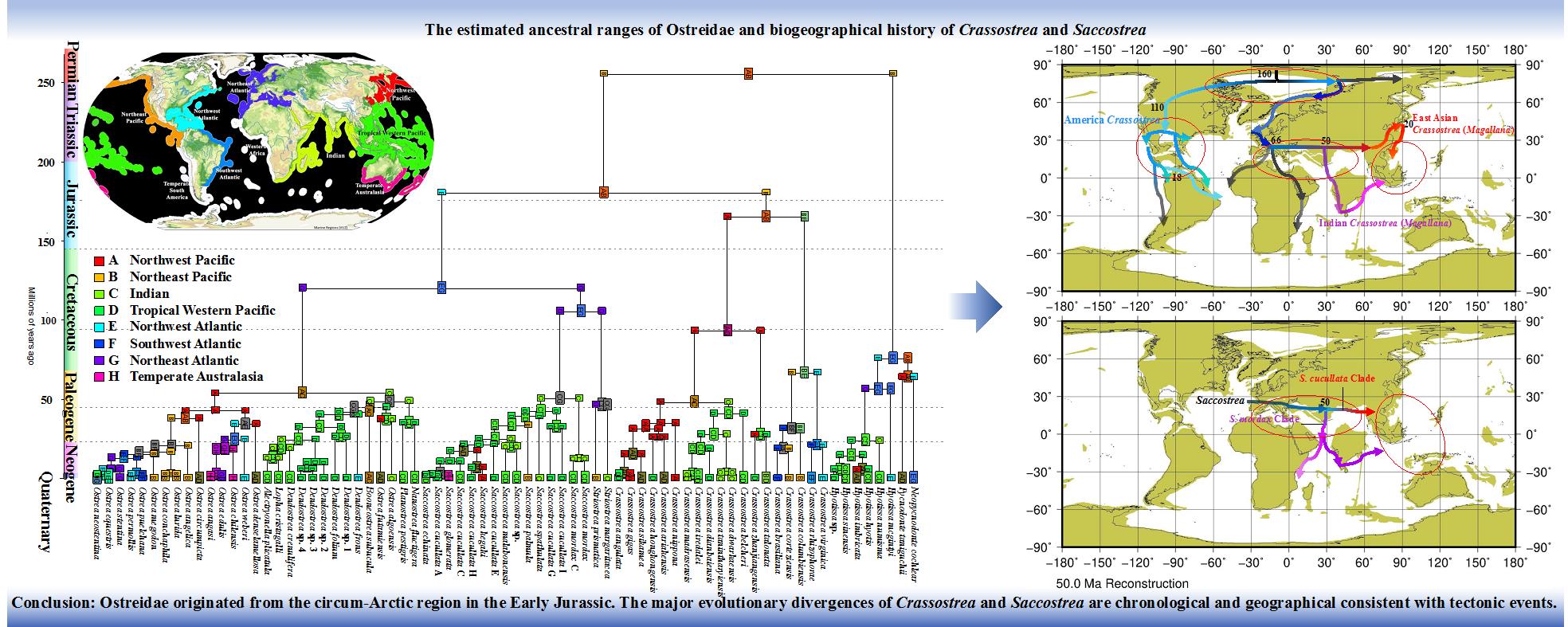ĵ�ÿ����������ʷ�ؽ�����ͼΪ�����������ַ��������ؽ���ĵ�ÿ����ȷֲ�״̬����ͼΪ��ϻ�ʯ�ͷ��������Ʋ��������С����(Saccostrea)����Դ����ɢ���ͷ�