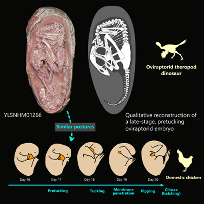 江西省赣州市晚白垩世地层中发现的恐龙蛋化石保存了完美胚胎
