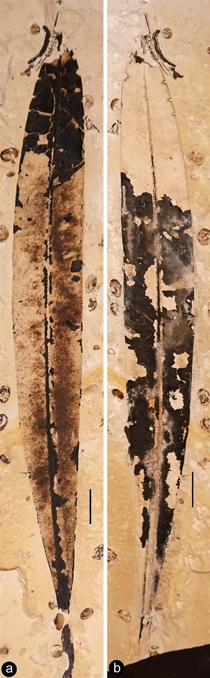 �����汣�������������Ҷ�������ι�ͼ��