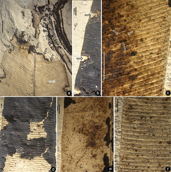 λ��ҶƬ��ͬ��λ�ġ����ֲ�ͬ�������µ�ҧʳ�ۼ���ҶƬ��������Ҷ���������ι�ͼ��