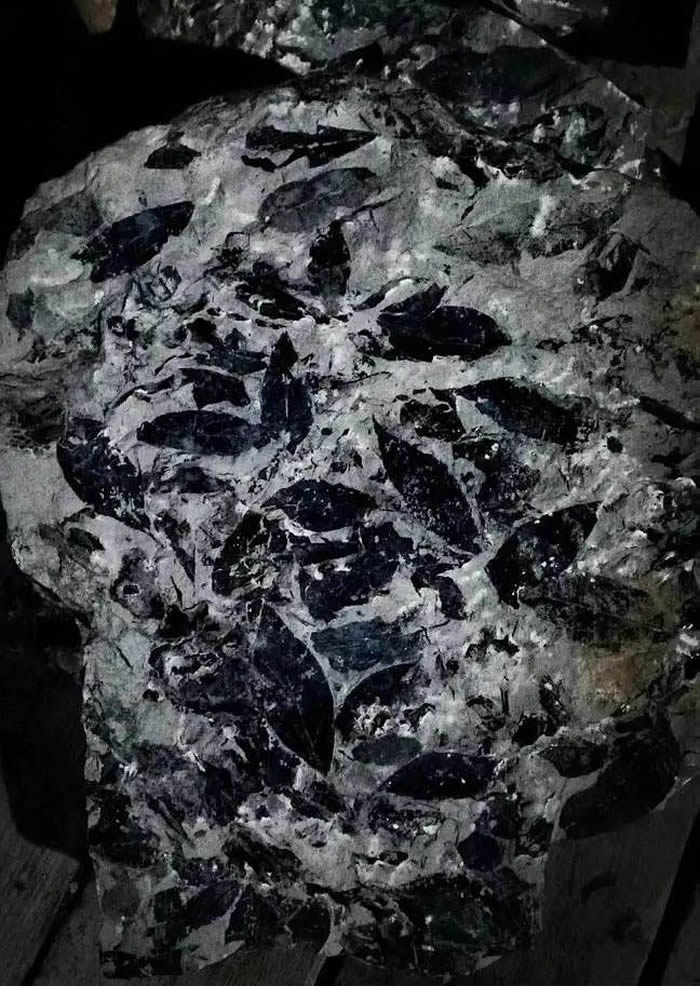 ����ʡ�ն��о����أ���ȡ��Ч��ʩ�����ù����ﻯʯ��Դ