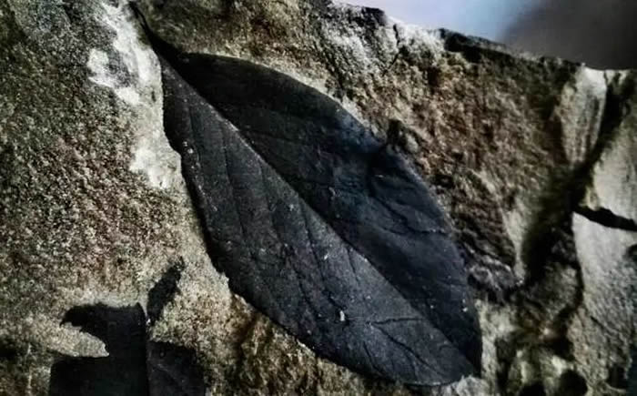 ����ʡ�ն��о����أ���ȡ��Ч��ʩ�����ù����ﻯʯ��Դ