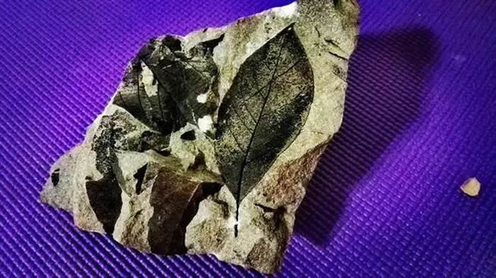 ����ʡ�ն��о����أ���ȡ��Ч��ʩ�����ù����ﻯʯ��Դ