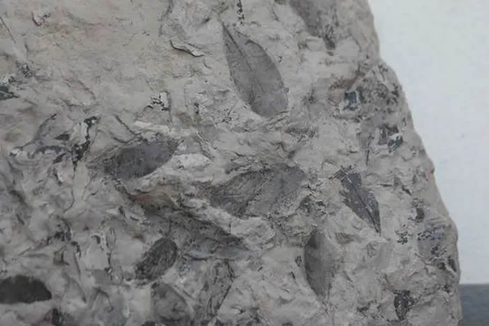 ����ʡ�ն��о����أ���ȡ��Ч��ʩ�����ù����ﻯʯ��Դ