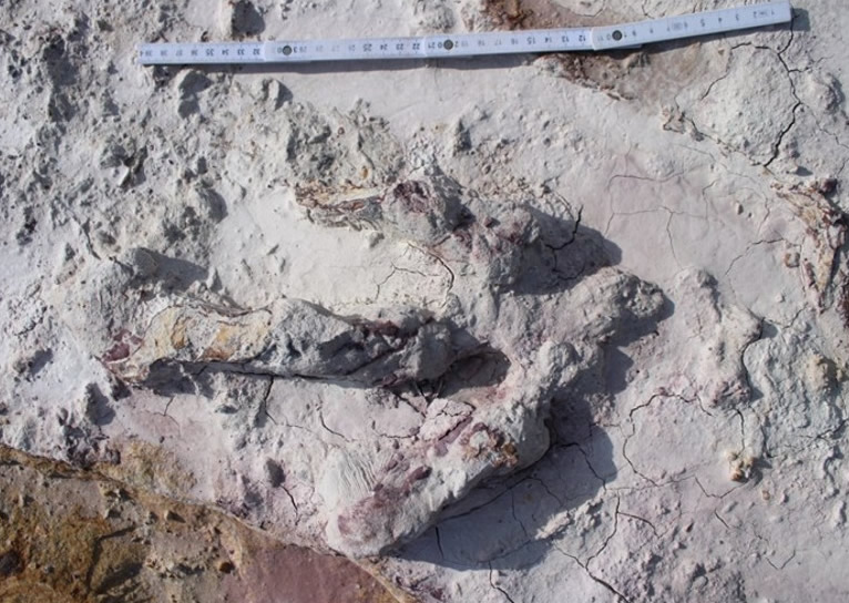波兰首都华沙以南博尔科夫威斯露天黏土矿发现数百个2亿年前的恐龙足迹和骸骨化石