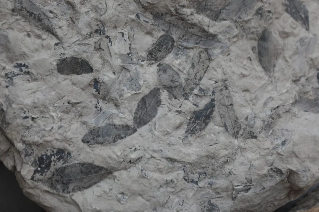 ����ʡ�ն��о����أ����������ﻯʯ��Դ�츣����