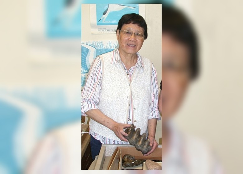 4000ǰʷǰ㻯ʯݻᲩCarcharhinus tingae