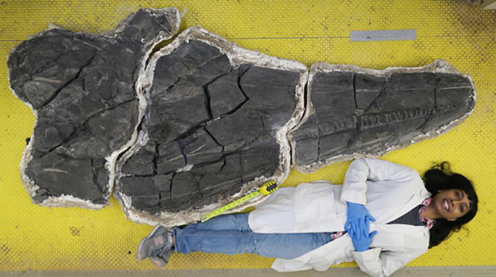 美国内华达州奥古斯塔山脉发现三叠纪巨型鱼龙化石Cymbospondylus youngorum