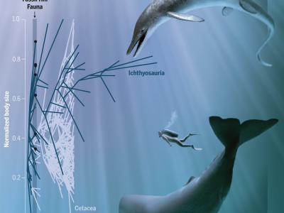 发现生活在三叠纪时期的巨大海洋掠夺者——全新鱼龙物种Cymbospondylus