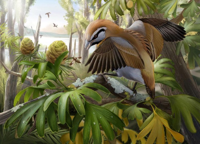 中国东北发现保留了舌骨的已灭绝鸟类化石Brevirostruavis macrohyoideus