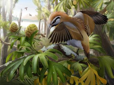 中国东北发现保留了舌骨的已灭绝鸟类化石Brevirostruavis macrohyoideus