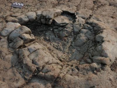 英国南威尔斯珀纳斯沙滩发现距今2亿年的早期蜥脚类恐龙足迹化石