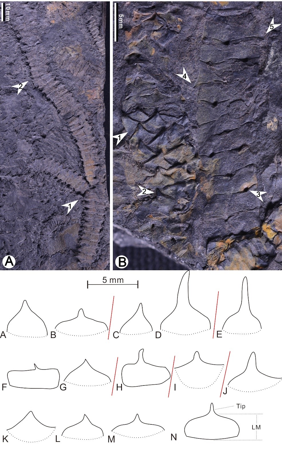 ½ǵͲеBarsassia ornata ʯʶĽ״ṹļλҶƬ