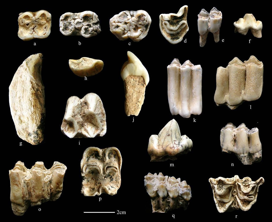 白龙洞伴生动物化石
