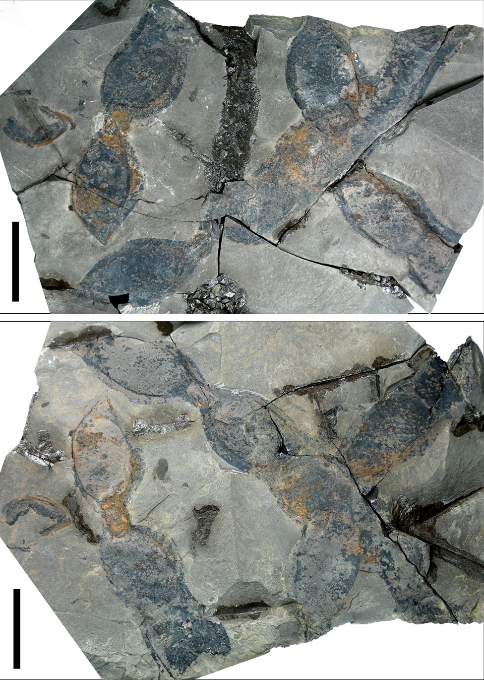 发现于越南安沛盆地中新统地层中的白花油麻藤的相似种（Mucuna cf. birdwoodiana）荚果化石