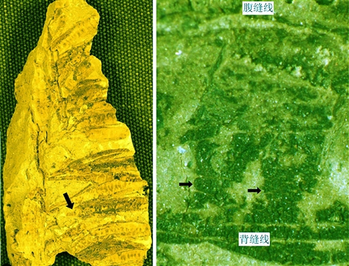 现存于美国佛罗里达自然历史博物馆的古花的标本