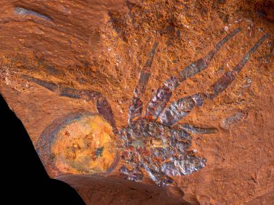 澳洲新南威尔士省的中部高原地区发现高质素的中新世动植物化石遗址——麦格拉斯平原