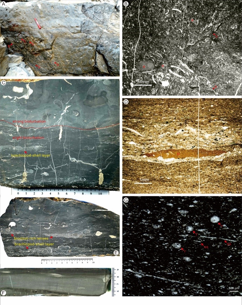 �����������ƺ�鶥����A, B���ʹ�¡��ײ���C-G�������΢�༰�籩������A, C-E��