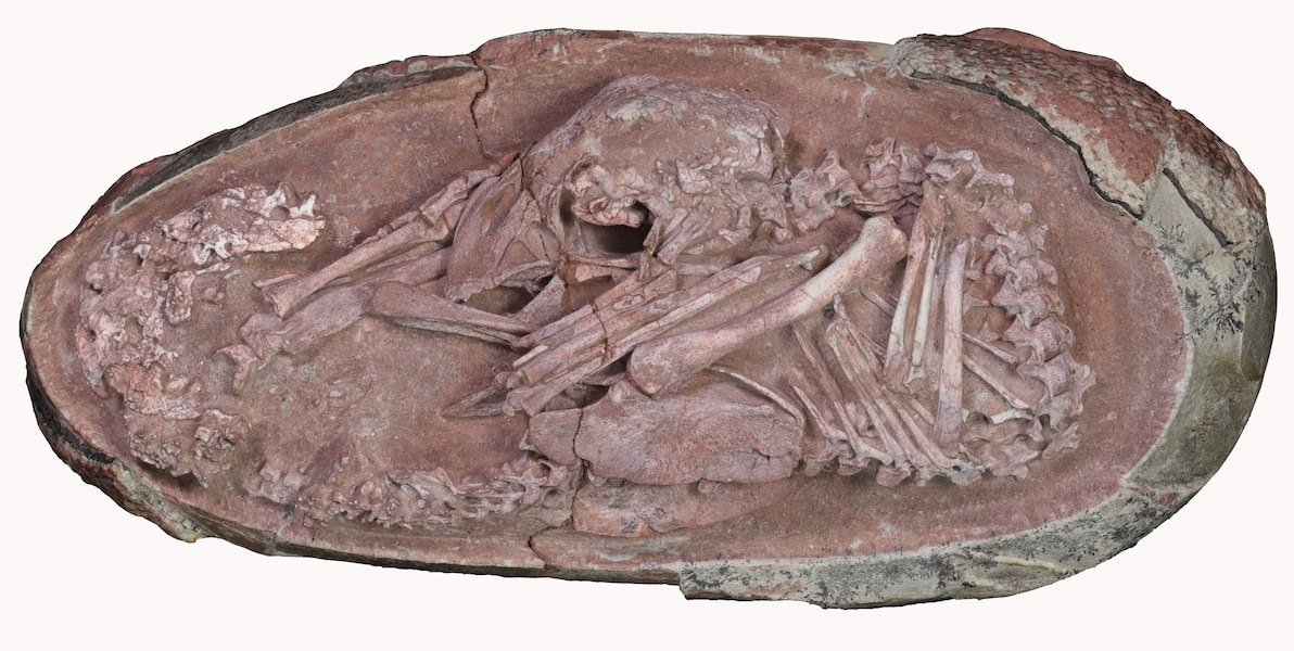 英良贝贝紧紧蜷缩的模样像极了发育中的现代鸡胚胎,暗示着这种独特鸟类行为的根源或许可以追溯到几千万年之前。 PHOTOGRAPH BY LIDA XING ET