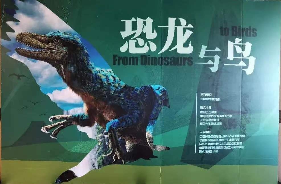 《恐龙与鸟》专题展在中国地质博物馆开幕 “中华龙鸟”标本合璧讲述鸟类起源演化故事