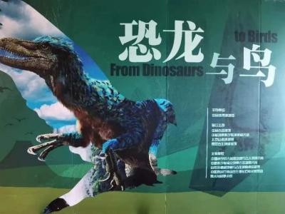 《恐龙与鸟》专题展在中国地质博物馆开幕 “中华龙鸟”标本合璧讲述鸟类起源演化故事
